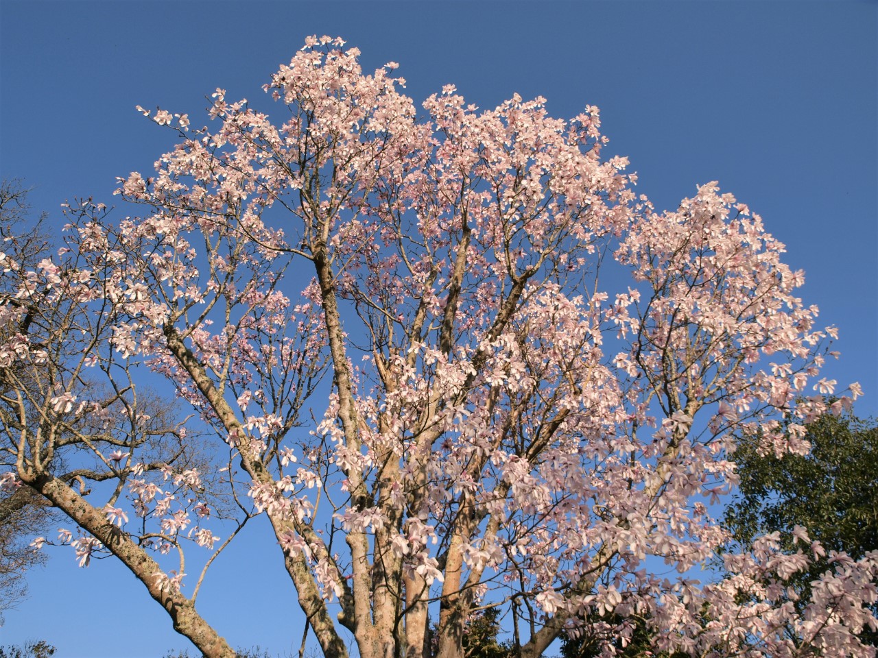 magnolia dawsoniana